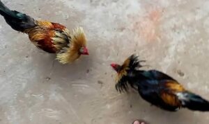 Đá gà tre - Hình thức đá gà đổi thưởng hấp dẫn, kịch tính