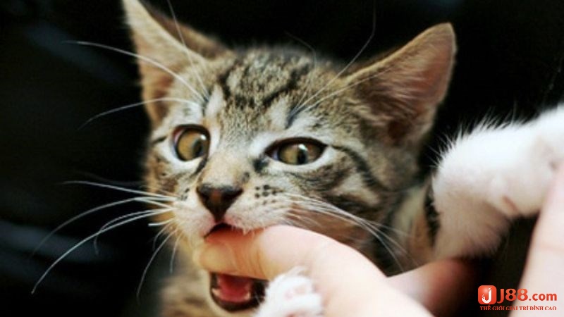 Hình dung rõ chi tiết mơ để giải mã chuẩn xác 