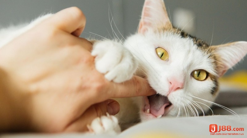 J88 lý giải mơ thấy mèo cắn chảy máu đánh đề con gì theo bối cảnh 