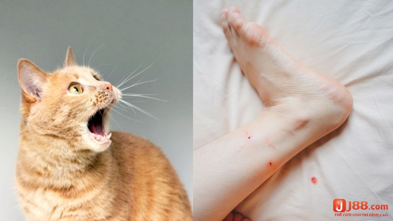 Chiêm bao mang tới những con số đề theo bối cảnh 
